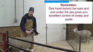 Humane Handling Institute Tips - Sheep Goat Restraint and Stunning