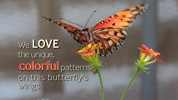 Secrets of butterfly wings revealed!