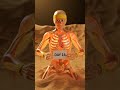 What happens to your body if you fall into quicksand for 30 days? #shorts #youtubeshorts #skeleton