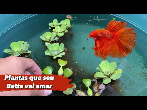 Vídeo: Plantas Vivas vs. Aquários Artificiais: Qual é Melhor?