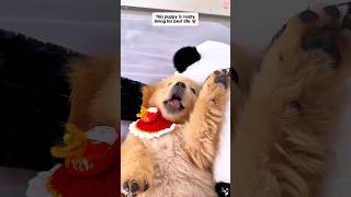 Every dog finds its joy…what about ours?#dog #dogs #happydog #foryou #fyp