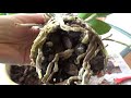 ПЕРЕСАДКА КАТТЛЕИ. КАК Я ЭТО ДЕЛАЮ. ПОПУГАИ. REPOTTING A CATTLEYA. MY WAY