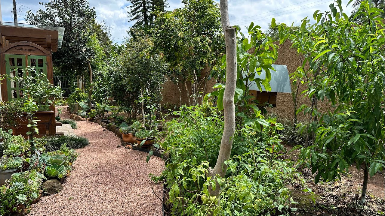 Tour completo e novidades no jardim - Novas suculentas e pomar de frutas raras produzindo