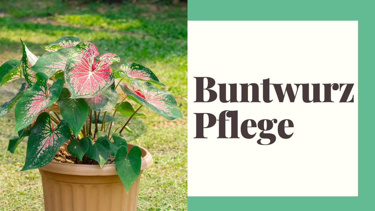 dünger online shop Jetzt Hanfpflanzendünger