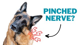 How to Check For a Pinched Nerve in Your Dog