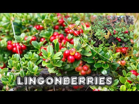 Vídeo: Lingonberry Al Vostre Jardí