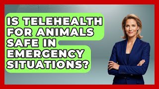 Is Telehealth for Animals Safe in Emergency Situations | TeleVet Talk News