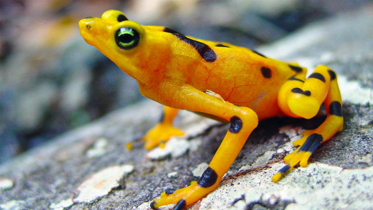 Finding The Panamanian Golden Frog Close Encounters BBC Studios Finding The Panamanian Golden Frog Close Encounters BBC Studios