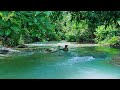 Calming River Sounds for Sleep, Study & Relaxation | ASMR Nature Ambience 🌿💧