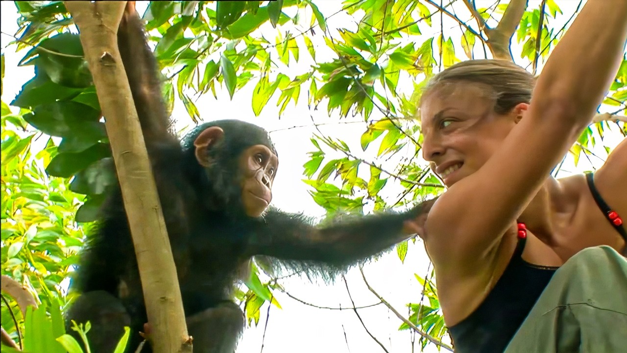 Миссия Конго: Свобода шимпанзе