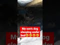 how my son ivan films his dog snautzer so fun #shorts