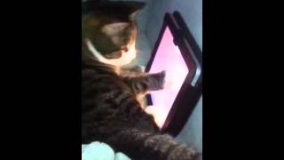 iPad Cats 2 from AskTheCatDoctor.com by Ask the Cat Doctor 411 views 12 years ago 6 minutes, 14 seconds