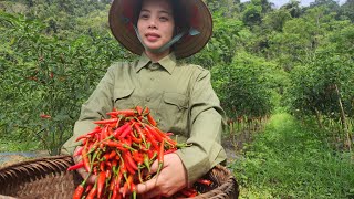Harvesting chili peppers for the chili farm owner's house, picking chili peppers for work.