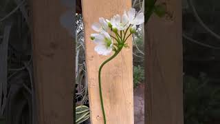 venus flaytrap