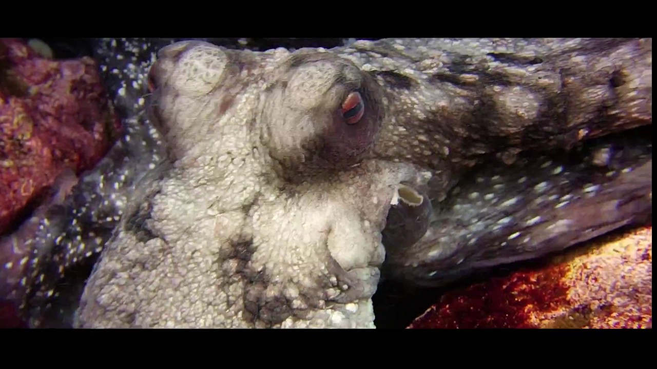 JPPhoto Everything Animal 2016-2017 Highlight Reel