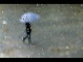 Baa MaLeye Baa (Accident Movie Song)