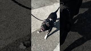 🐾 Every Walk is an Adventure! Discover the Magic of Larne Dog Walking 🌟