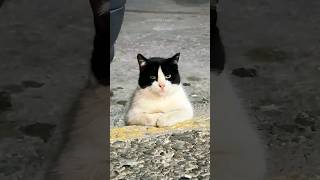funny cats 😂 episode 237 #shorts