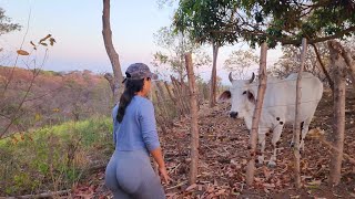 La Vaca que Nunca me Quiso // Madrugamos para Recoger Estiercol