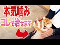 【犬しつけ】【噛みつき】触ると本気噛みしてくる犬の治し方【柴犬】