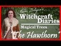 MAGICAL TREES: The Hawthorn (Huath) - WITCHCRAFT DIARIES
