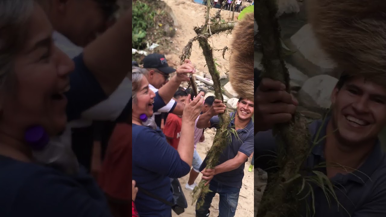 Rescatando un “perico ligero”