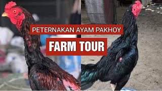 PETERNAK AYAM PAKHOY FARM TOUR