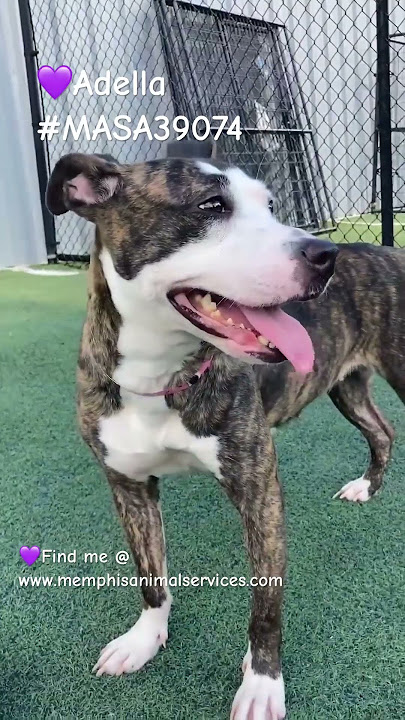 💜Adella #MASA39074