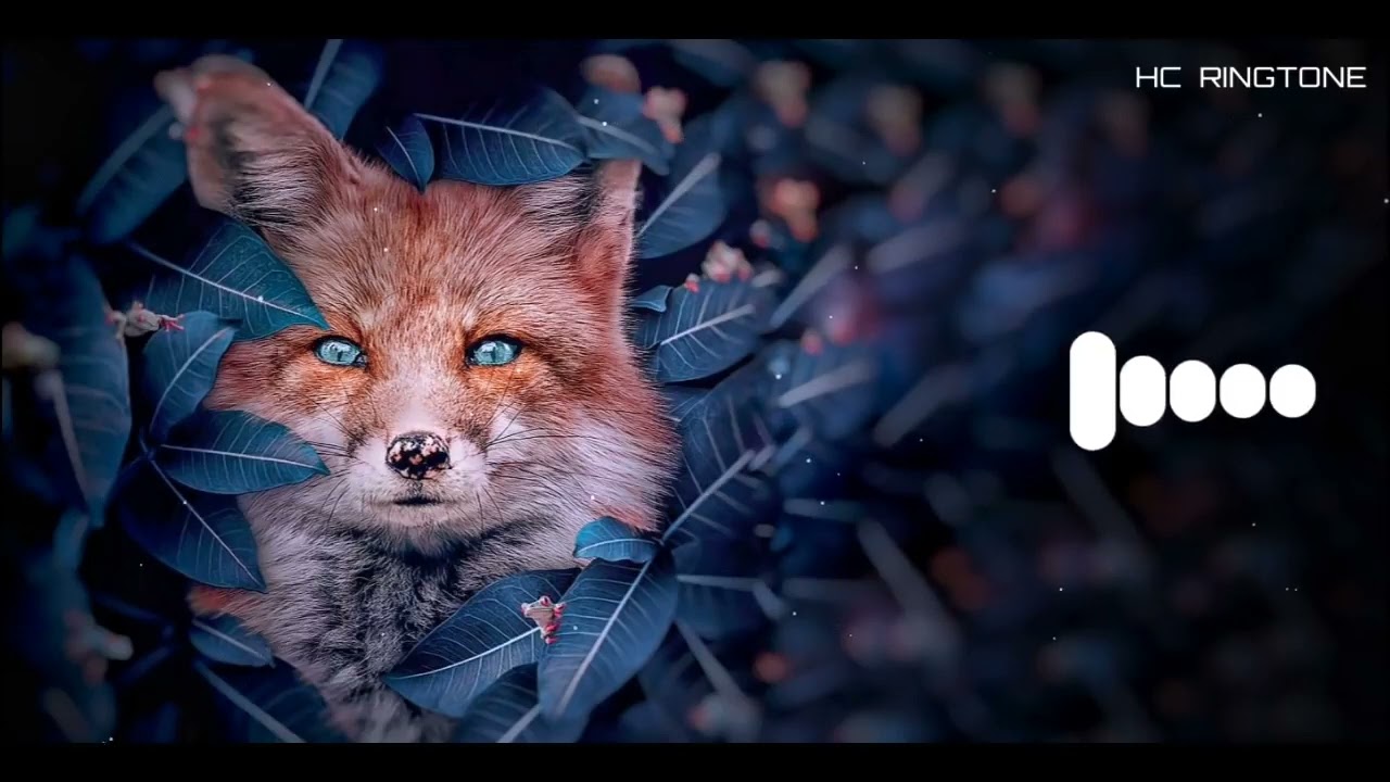 Turkish Wolf Ringtone BGM ringtone YouTube