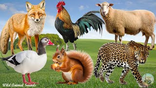 Happy Farm Animal Sounds: Goose, Sheep, Fox, Squirrel, Tiger  Animal Paradise