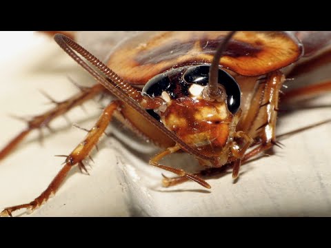 Video: ¿Todas las cucarachas vuelan?