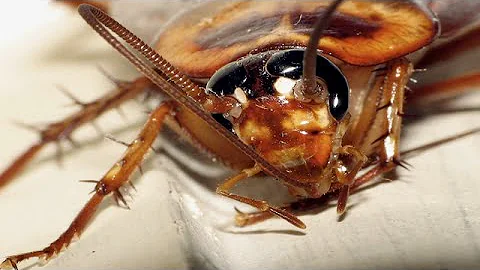 ¿Cómo es la visión de una cucaracha?