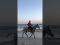 حصاني كان دلال المنايا تصميم خليل البلوشي