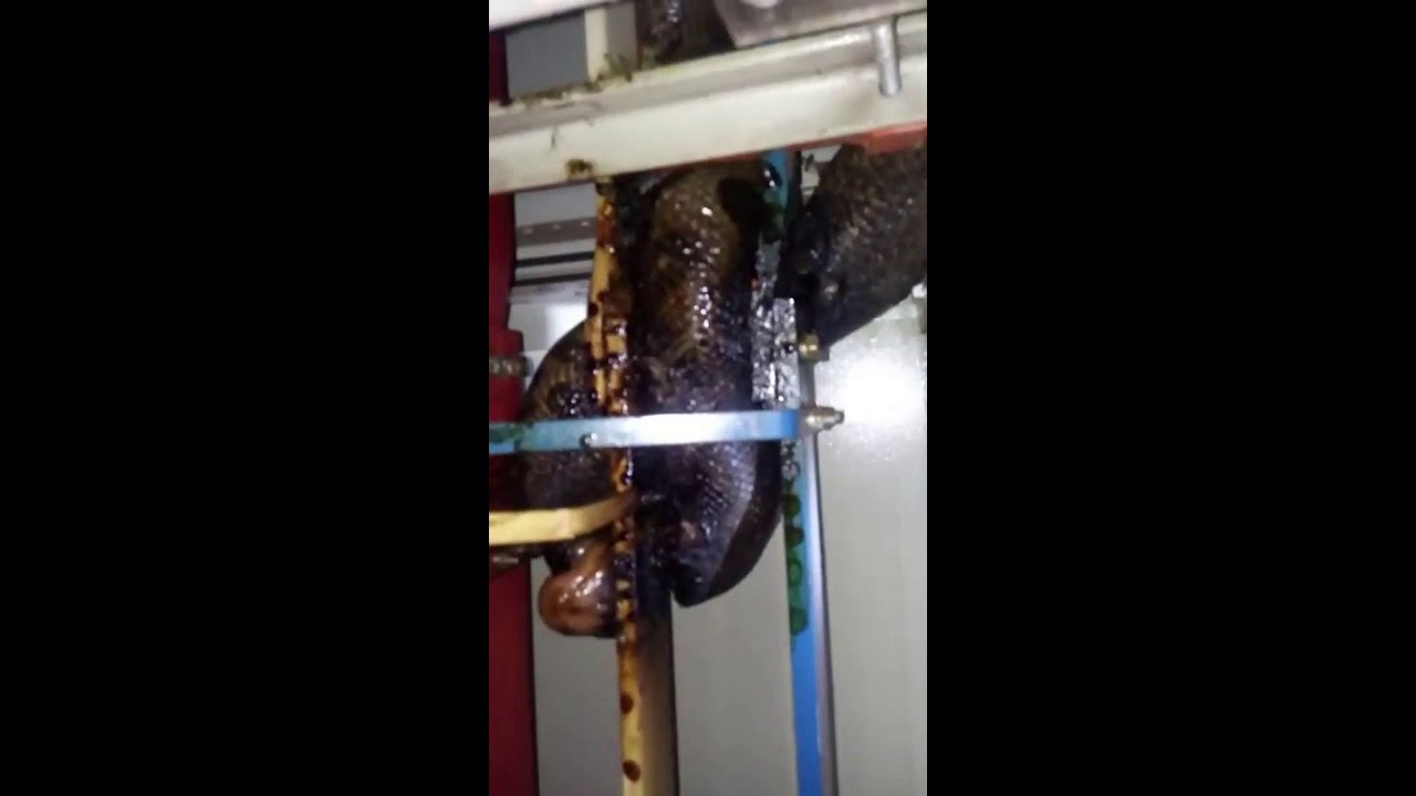 Giant Python Found Dead Inside A Power Cabinet - YouTube