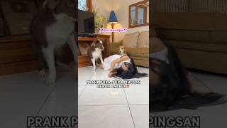 PRANK FAINTING IN FRONT OF ANABUL‼️RAIDEN IS VERY WORRIED❤️🥺#shorts #cutedog