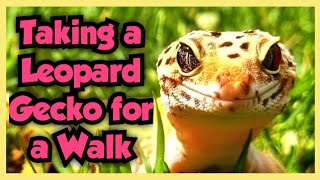 Taking A Leopard Gecko For A Walk