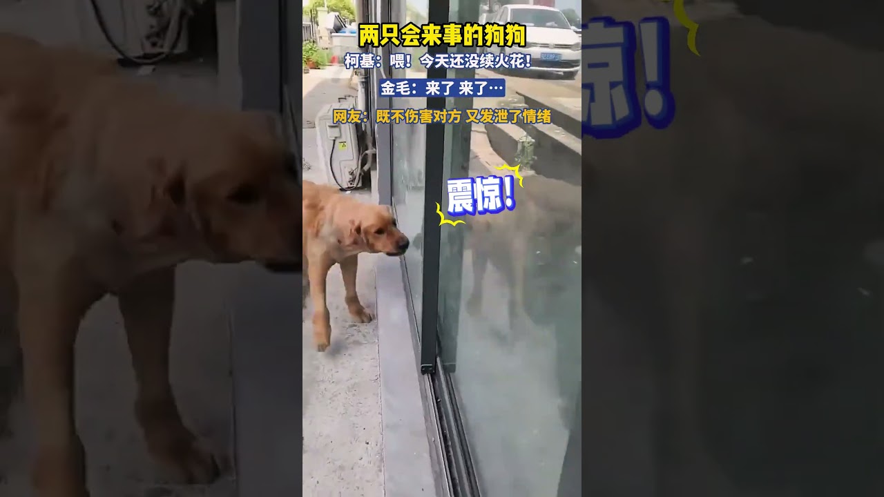 两只会来事的狗狗，给我整不会了 #大熱門 #搞笑 #automobile #寵物 #感人壹幕 #pets #寵物友善日常 #萌寵 #影視解説 #狗狗