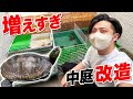 気づいたら中庭がカメ屋敷になってました