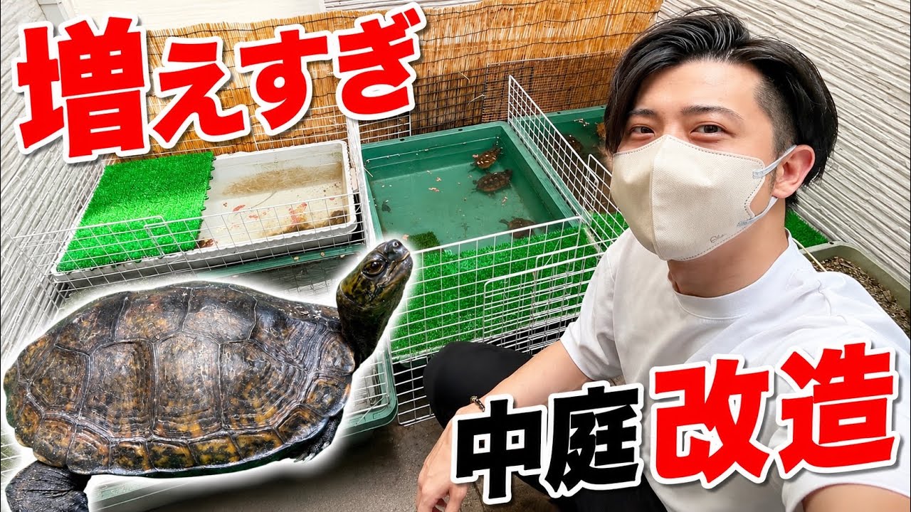 気づいたら中庭がカメ屋敷になってました