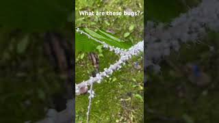 What are these white bugs?