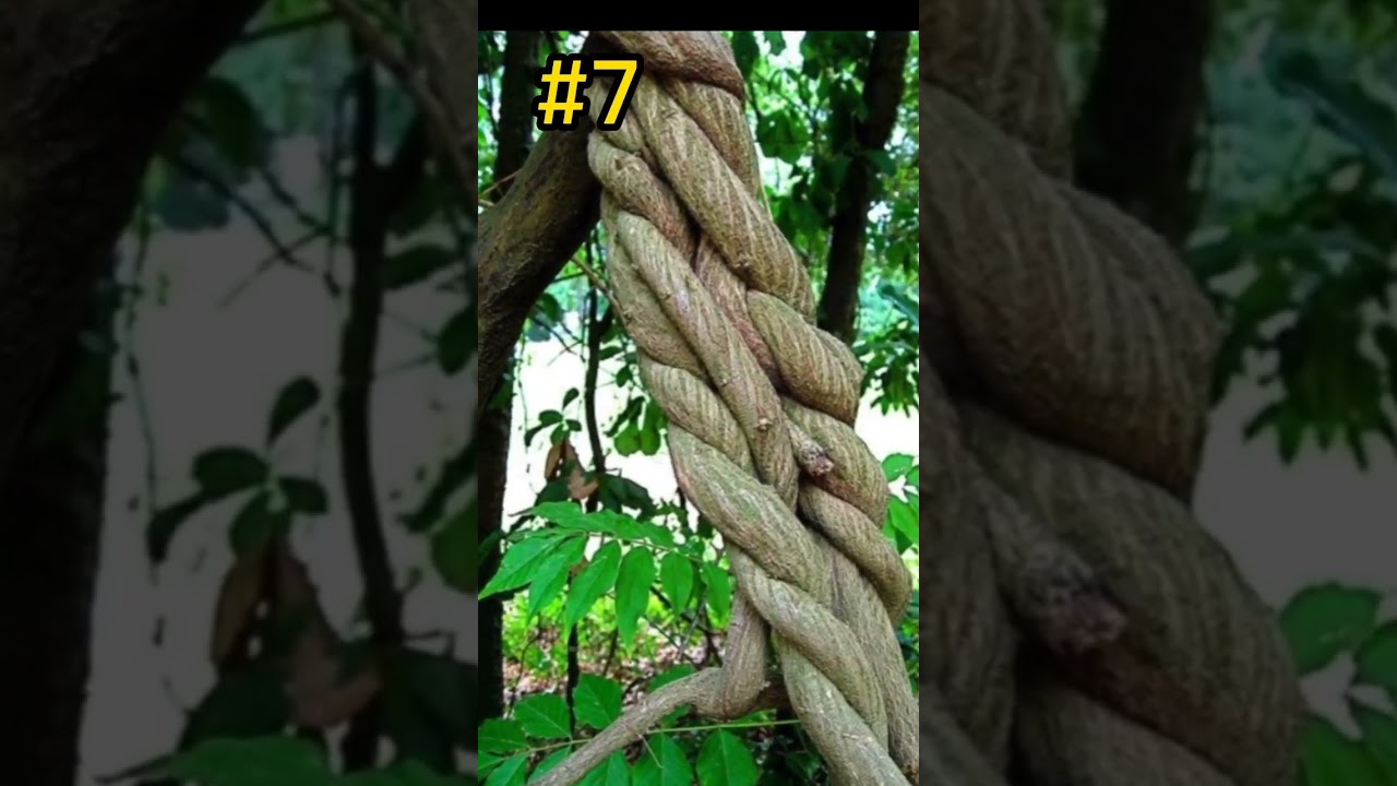 10 unseen pictures of tree's 🌳🌲