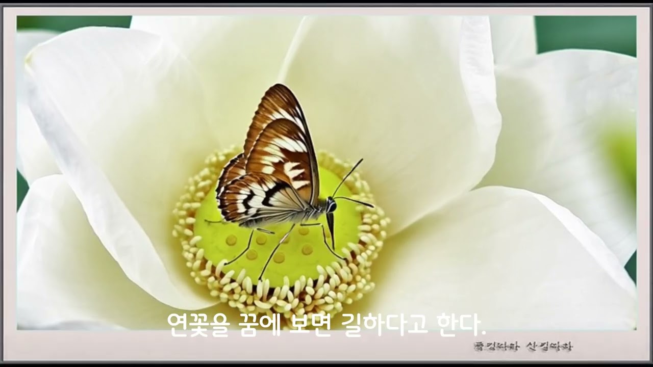 연꽃 이야기