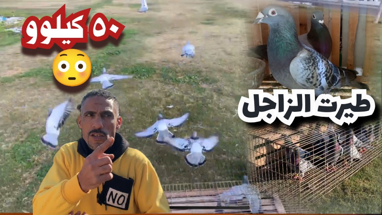 طيرت الحمام الزاجل من كارفور الصحراوى😳#مدرسةالغية