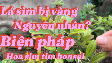 Lá sim bị vàng, nguyên nhân do đau và biện pháp