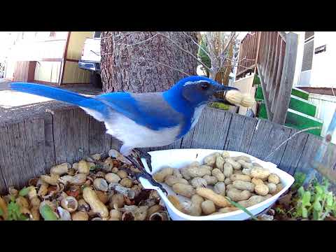 Blue Jays n' Squirrels