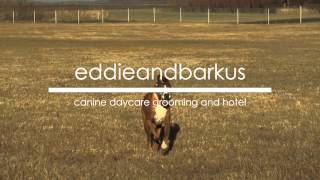 eddieandbarkus harwood country club