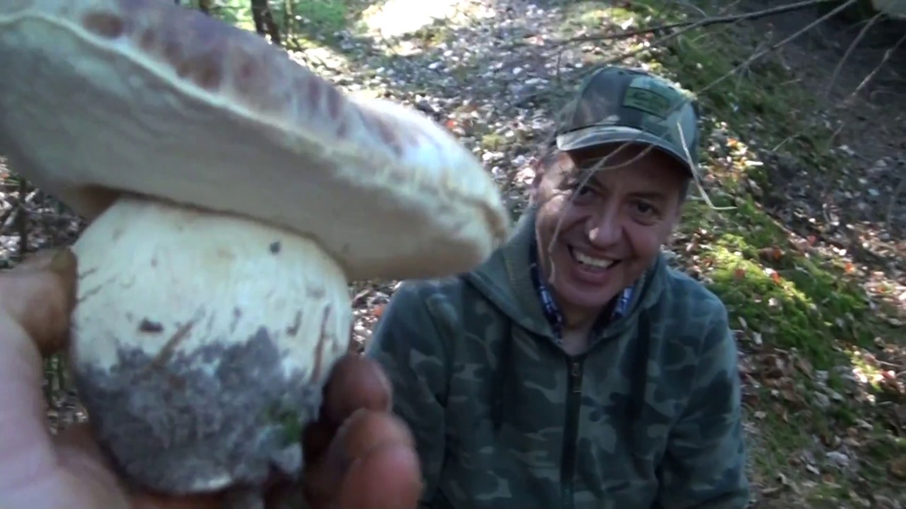 PORCINI 2018 La France quando meno te l'aspetti! 2 pt YouTube