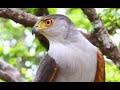 BIRDS OF RANCHO NATURALISTA - COSTA RICA