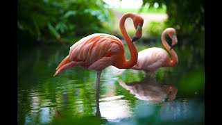 Интересные факты о фламинго(Interesting facts about flamingos).