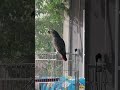 Parrot  talking and enjoy afternoon sun